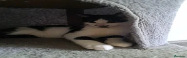 Domestic Shorthair Kitten 1