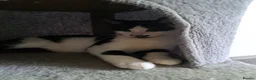 Domestic Shorthair cats for sale: Kittens for sale in Runcorn - Advert 10