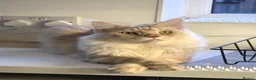 Maine Coon cats for sale: Purebred Cream Maine Coon Boy – 1.6 Years Old - Advert 4