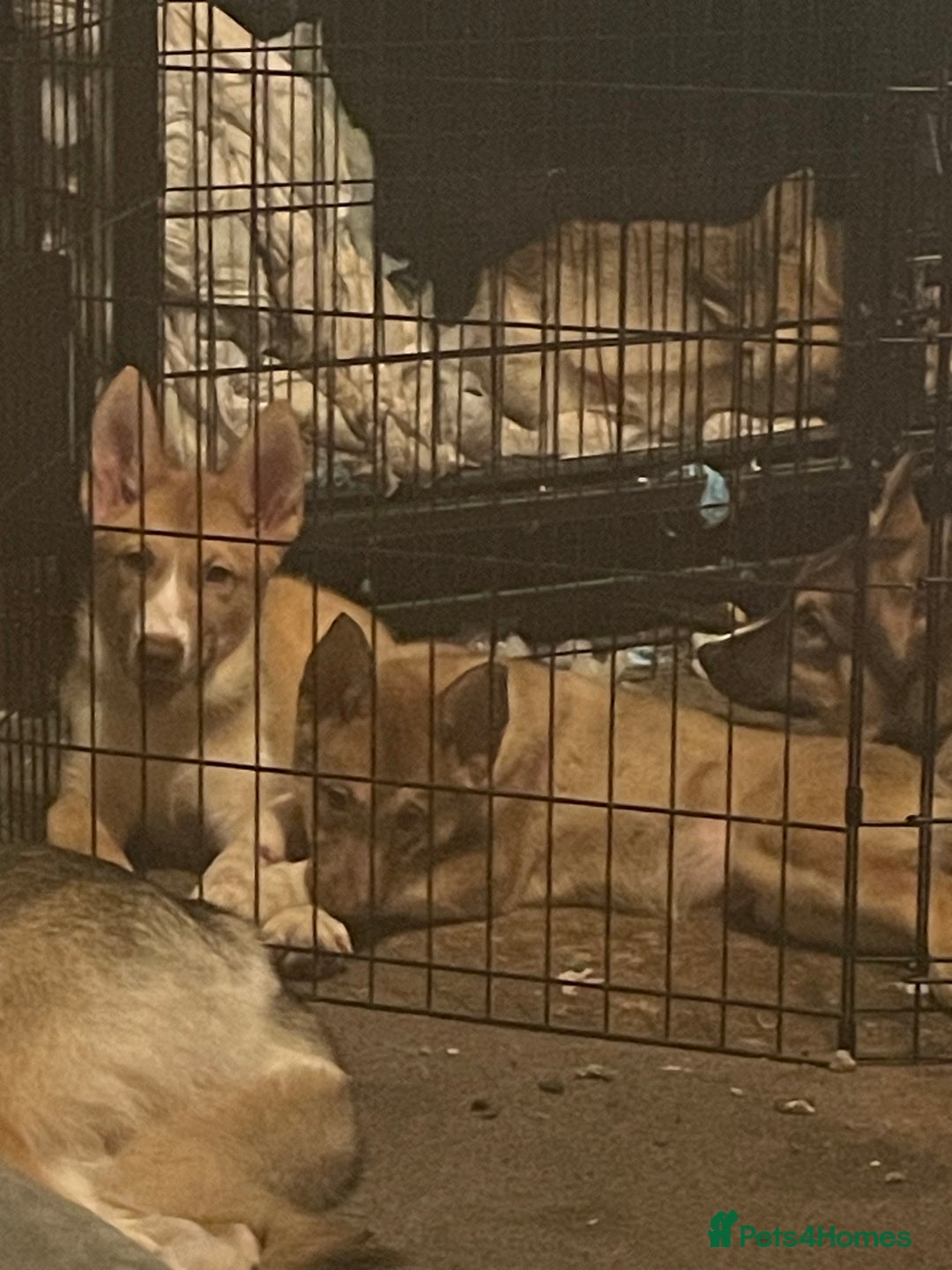 Huskita dogs for sale: Beautiful Female Huskita puppy - Image 9