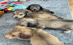 Miniature Dachshund dogs for sale: Gorgeous shaded cream pups - Image 33