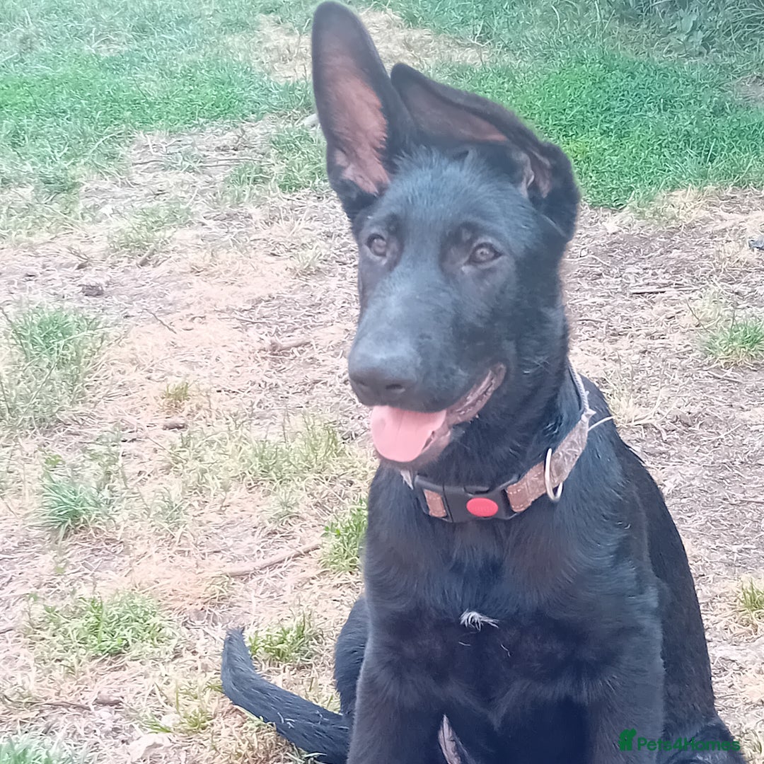 German Shepherd dogs for sale: Female Black German Shepherd Puppy in London - Image 7