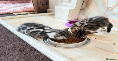 Bengal cats 🩶 BENGAL 🔥 KITTENS 🤍  - Advert 1