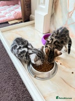 Bengal cats 🩶 BENGAL 🔥 KITTENS 🤍 - Advert 2
