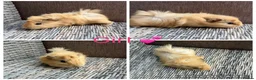 Guinea Pig rodents for sale: Male & Female piggies looking for new laps - Advert 19