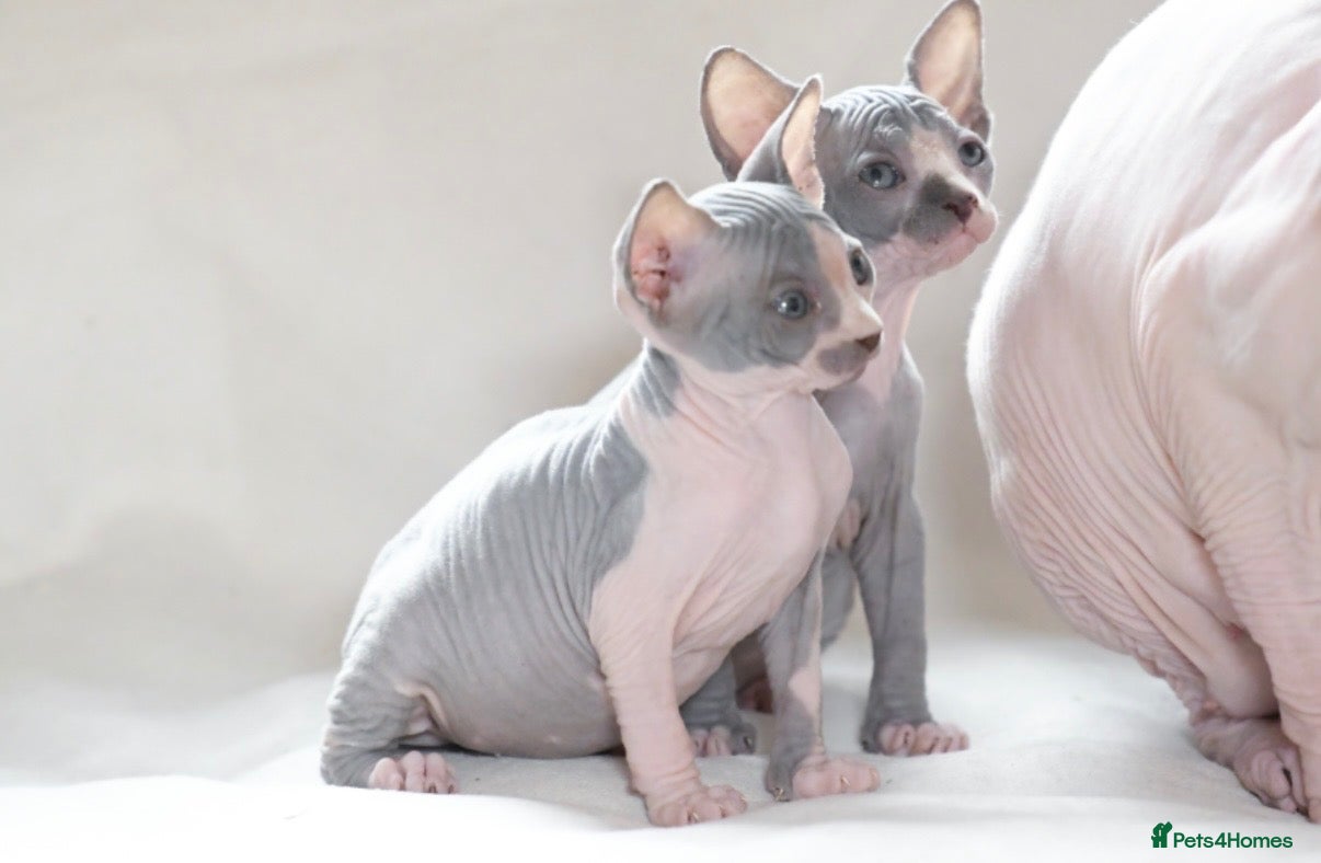 Sphynx cats for sale: Sphynx Kittens   - Advert 2