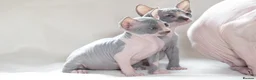Sphynx cats for sale: Sphynx Kittens   - Advert 2