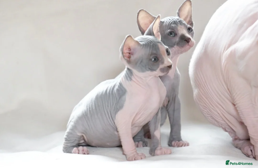 Sphynx cats for sale: Sphynx Kittens   - Advert 2