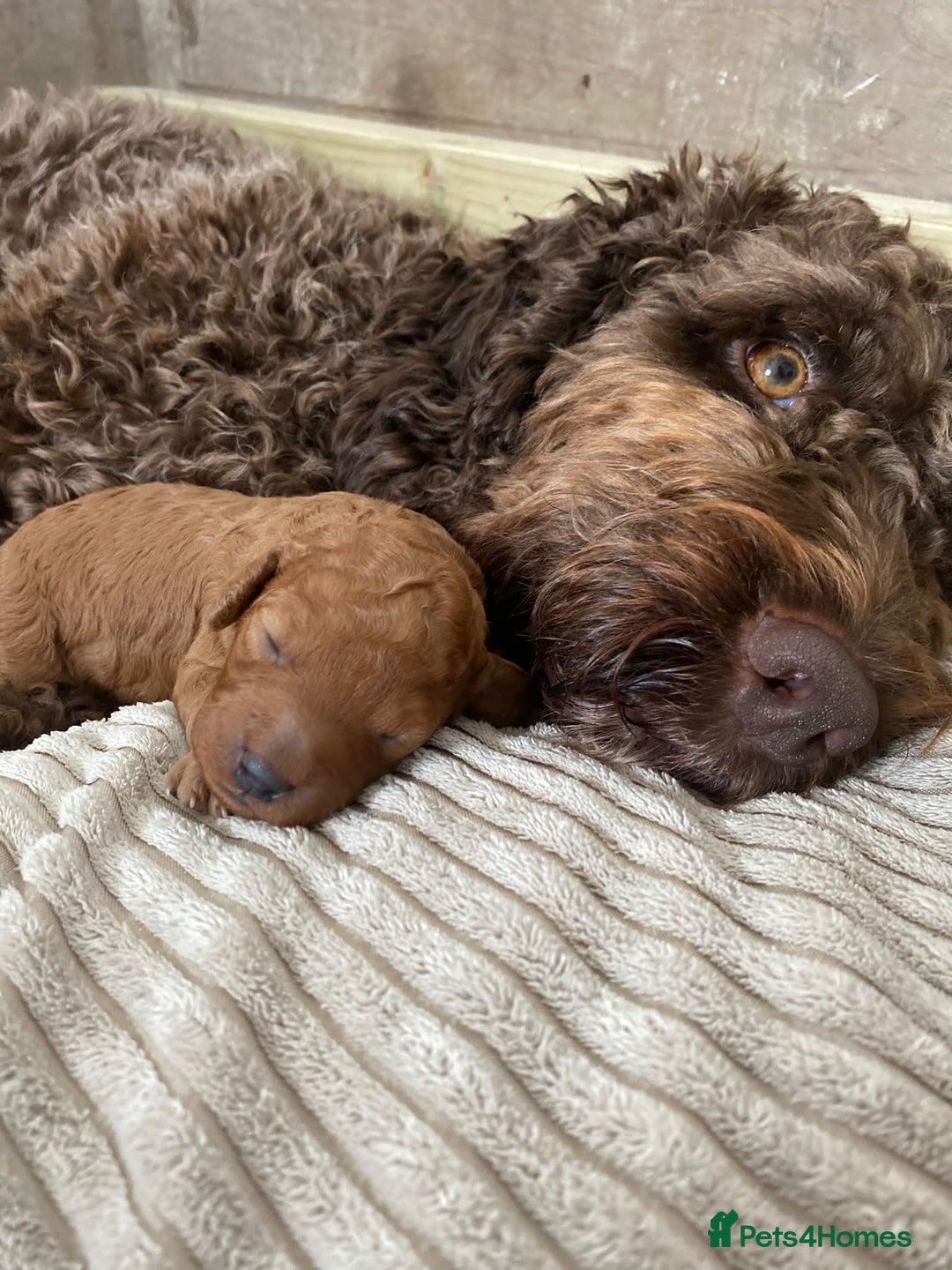 Toy Poodle dogs for stud: Kc health tested toy poodle for stud in Torpoint - Advert 16