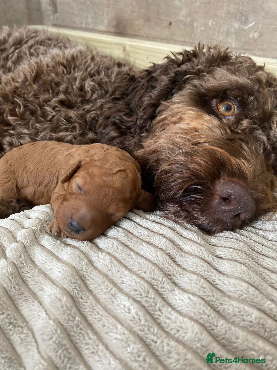 Toy Poodle dogs for stud: Kc health tested toy poodle for stud in Torpoint - Advert 16