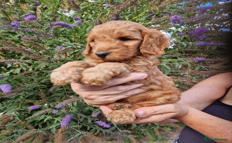 Cockapoo dogs - Advert 5