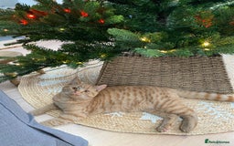 Domestic Shorthair cats for sale: Garfield - Image 3