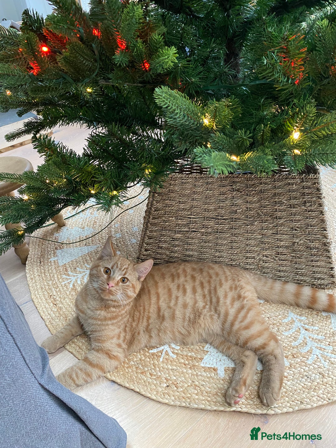 Domestic Shorthair cats for sale: Garfield - Image 3