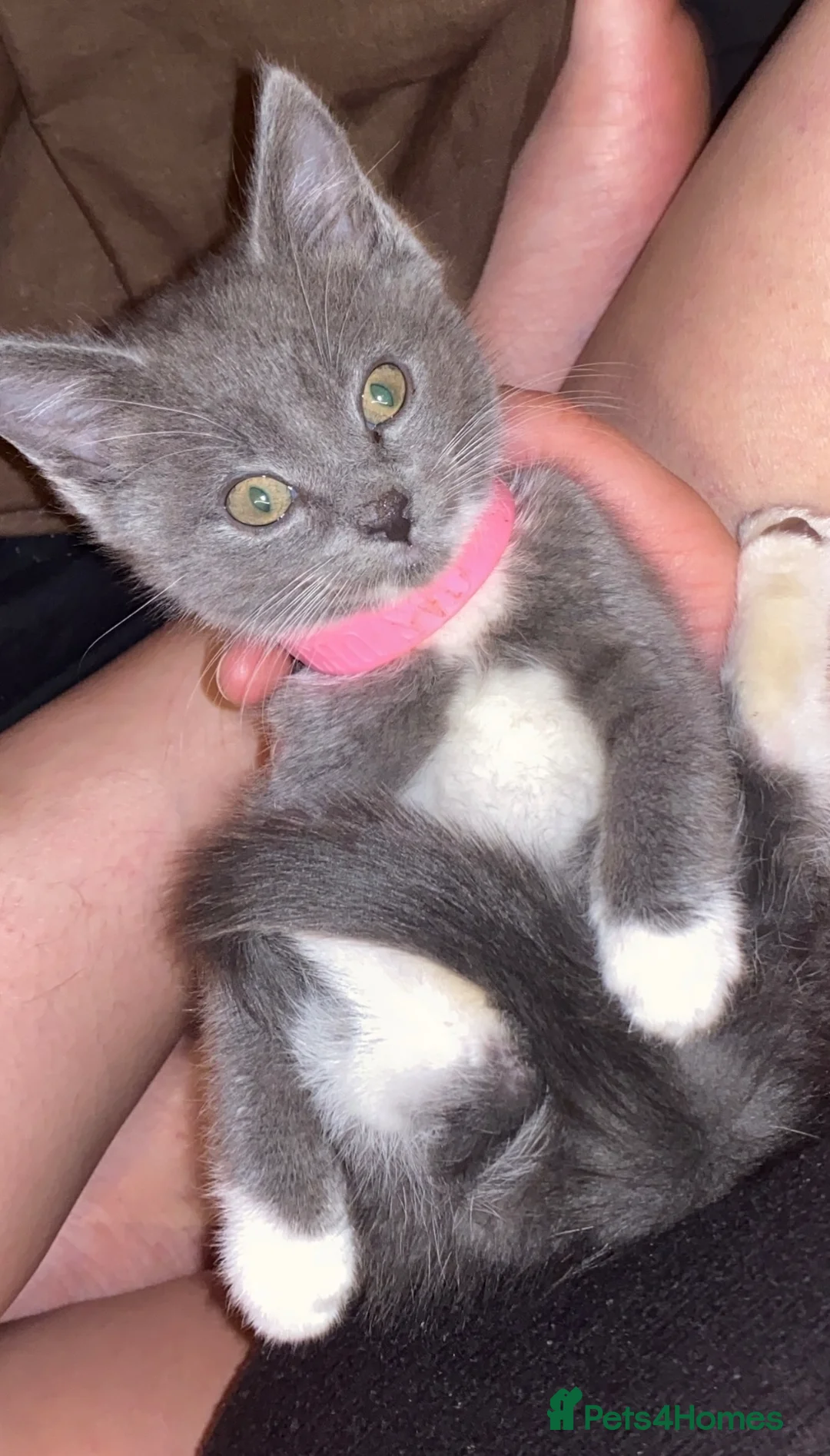 Russian Blue cats for sale: Russian blue x Bengal (kittens ready now) 🩷💙 - Advert 10