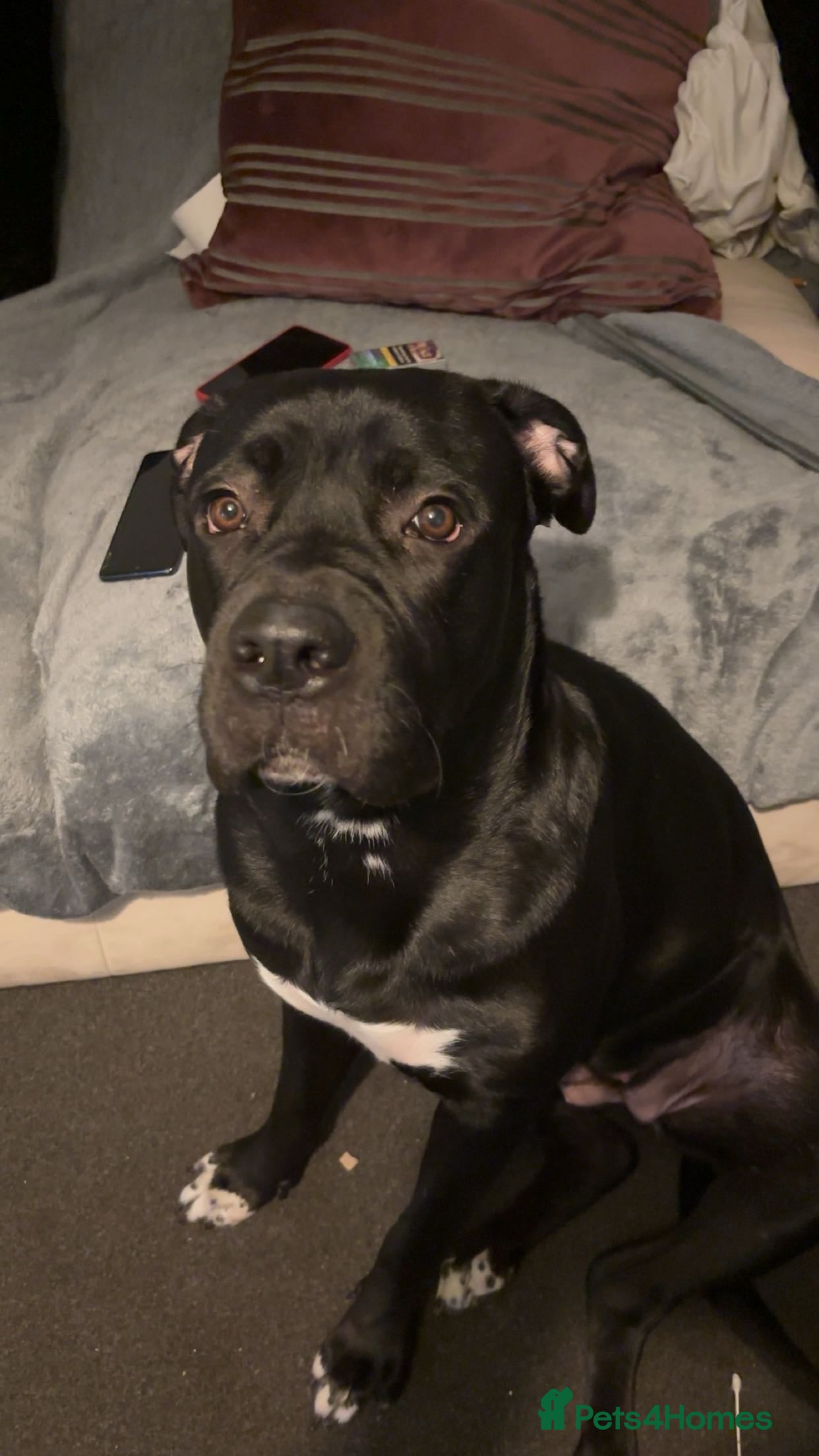 Cane Corso dogs Beautiful cane corso looking for a new home - Advert 1