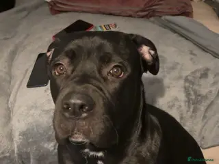 Cane Corso dogs Beautiful cane corso looking for a new home - Advert 16