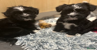 Mixed Breed dogs - Advert 2