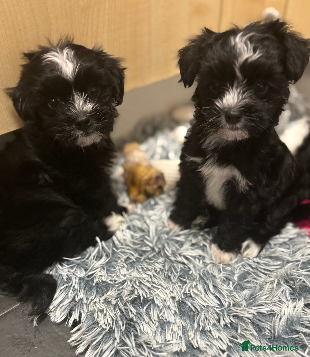 Mixed Breed dogs for sale: READY NOW,super cute maltese/chinese crested pups - Image 4