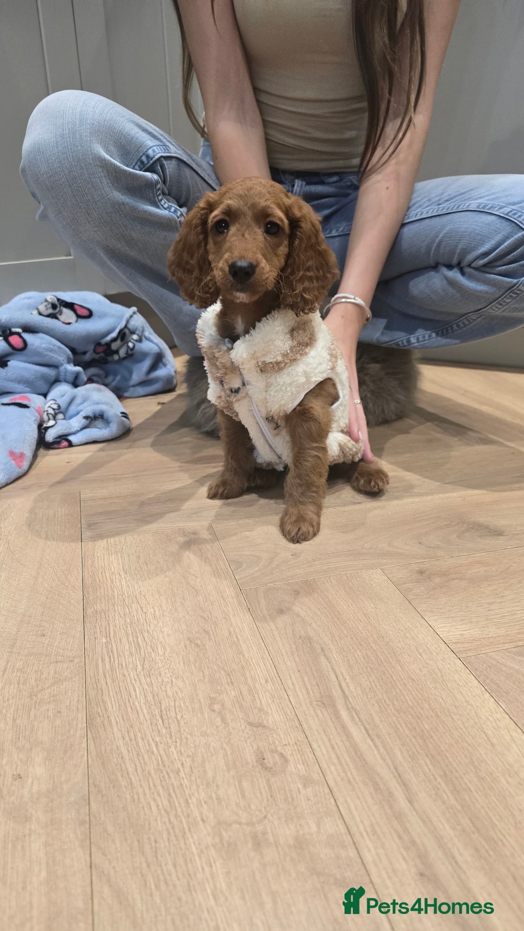 Cockapoo dogs for sale: Beautiful cockapoo puppies - Advert 2