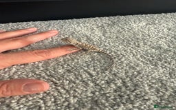 Dragon reptiles for sale: Baby Rankin Dragon - Image 10