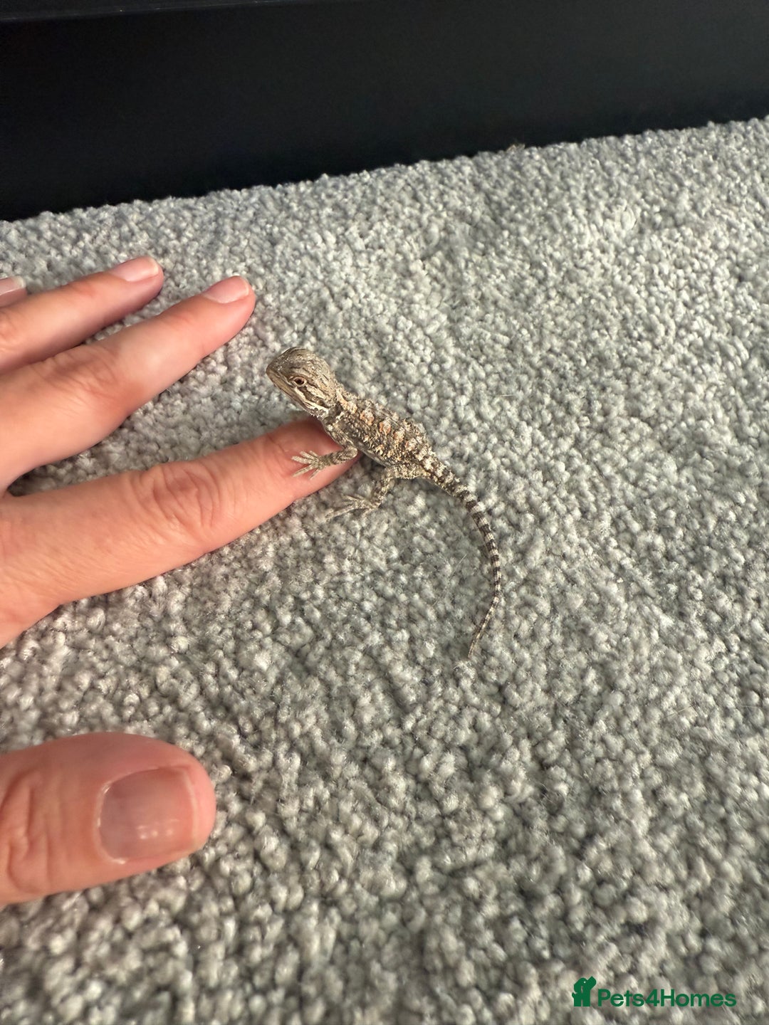 Dragon reptiles for sale: Baby Rankin Dragon - Image 10