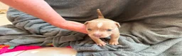 American Bully dogs for sale: ABKC REGISTERED Pocket bullz - Advert 15