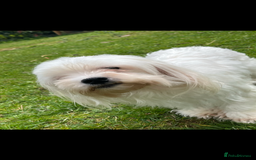 Maltipoo dogs for sale: Tiny Asian Maltipoo READY NOW !  - Image 4