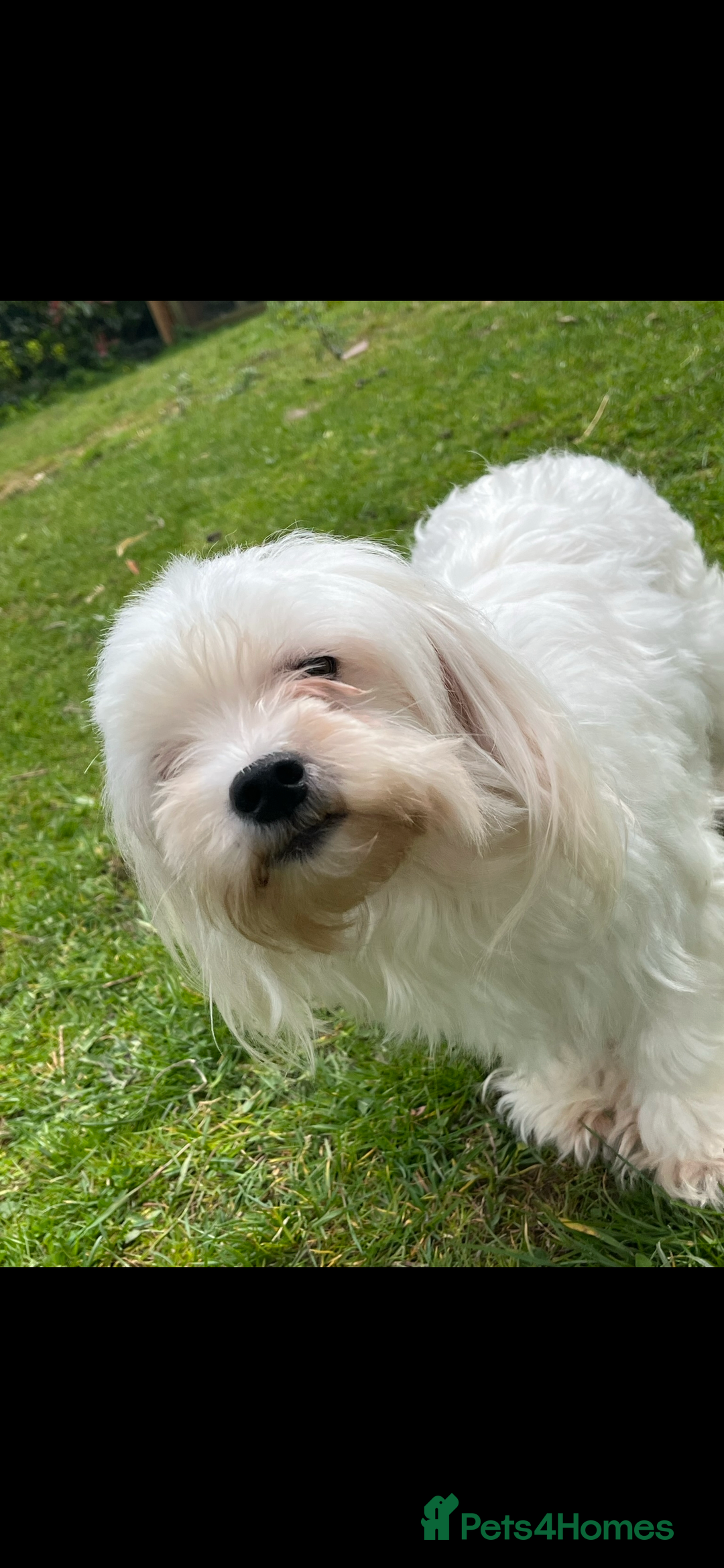 Maltipoo dogs for sale: Tiny Asian Maltipoo READY NOW !  - Image 4