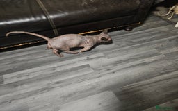 Sphynx cats for sale: Odd eyes bambino ,oddeyes elf shpynx  - Image 6