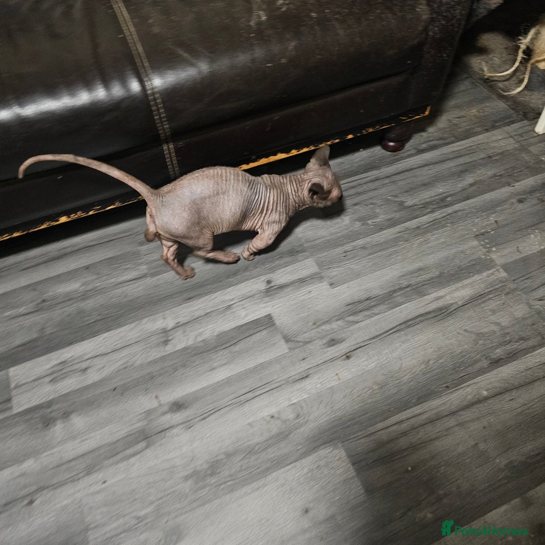 Sphynx cats for sale: Odd eyes bambino ,oddeyes elf shpynx  - Image 6