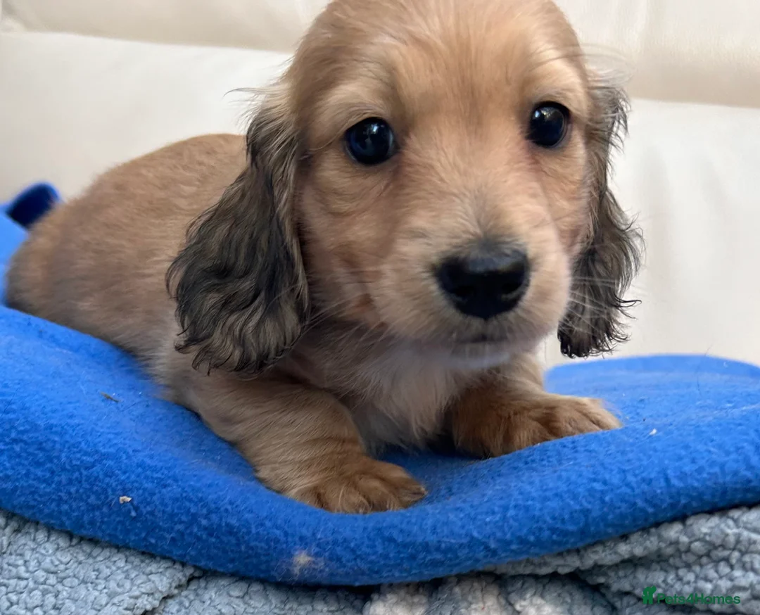 Dachshund dogs for sale: Mini Long-haired Boy - Advert 1