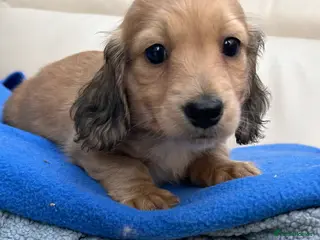 Dachshund dogs Mini Long-haired Boy - Advert 1