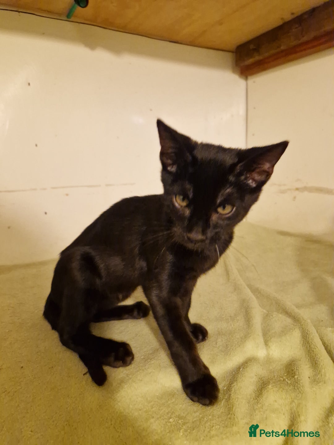 Mixed Breed cats for sale: Bengal, Siamese mix. 7/8ths Bengal 1 /8th Siamese  - Advert 12