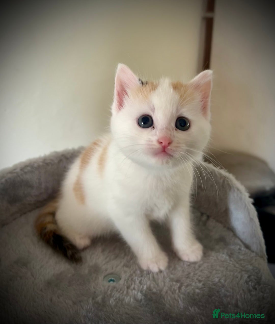 Ragdoll cats for sale: Ragdoll x Kittens ( prices vary)  - Image 6
