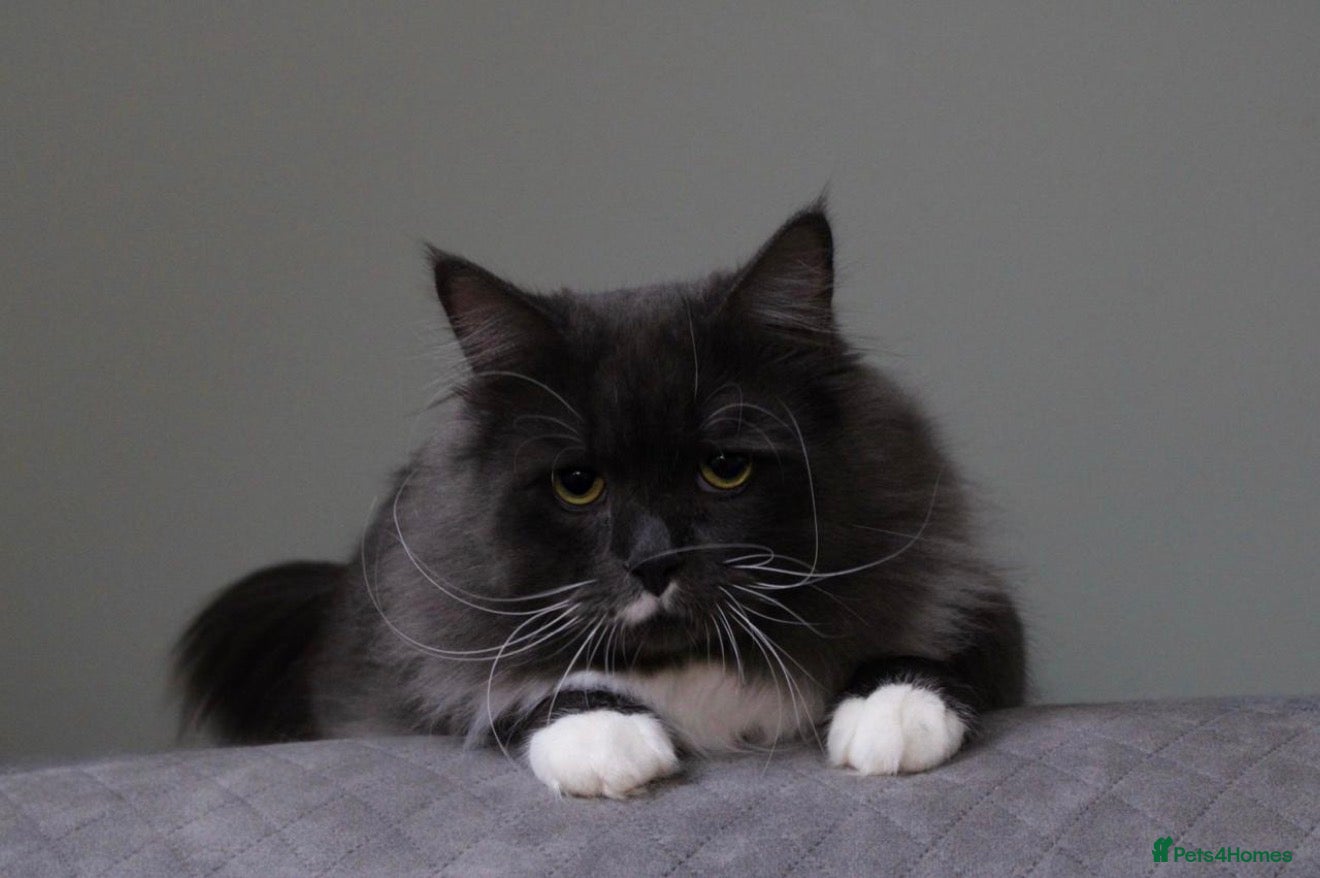 Siberian cats Siberian male cat  - Advert 2