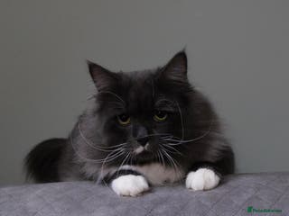 Siberian cats Siberian male cat - Advert 1