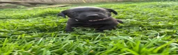 Labrador Retriever dogs for sale: KC Labrador Puppies - Advert 6