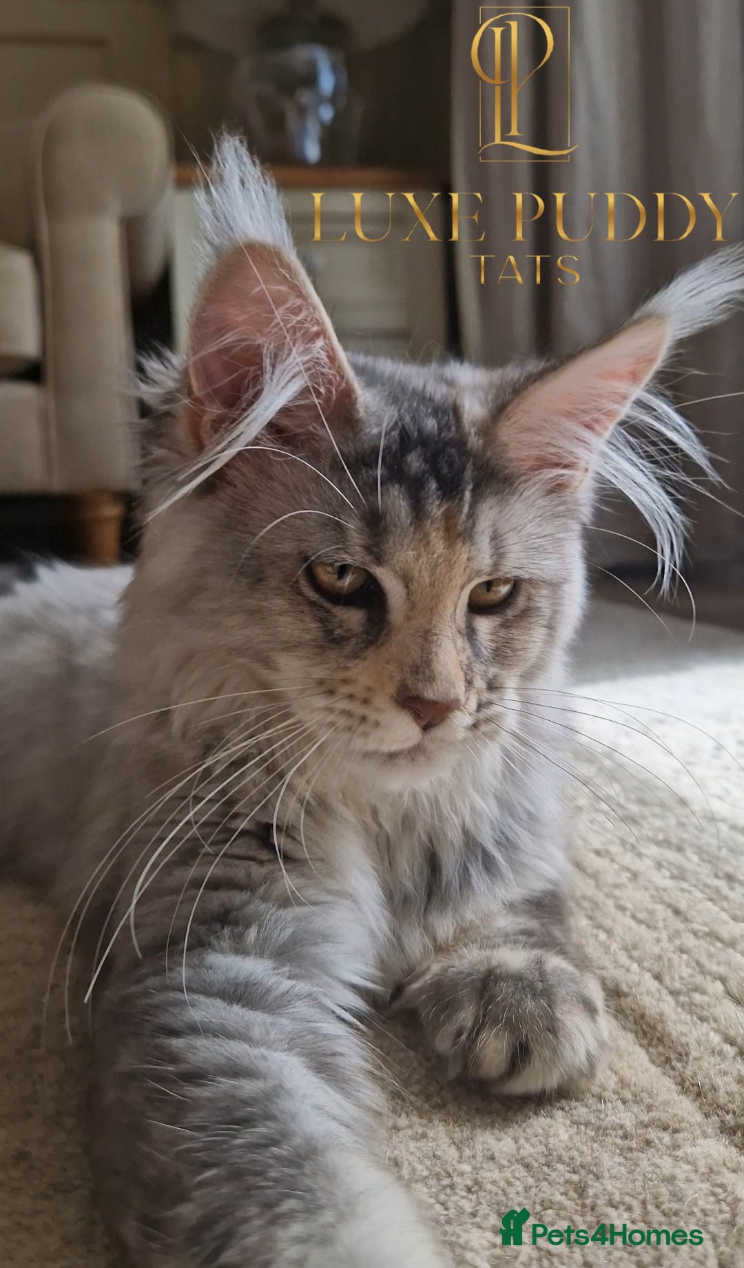 Maine Coon cats ⚜️ Black silver ticked torbie queen ⚜️ - Advert 2