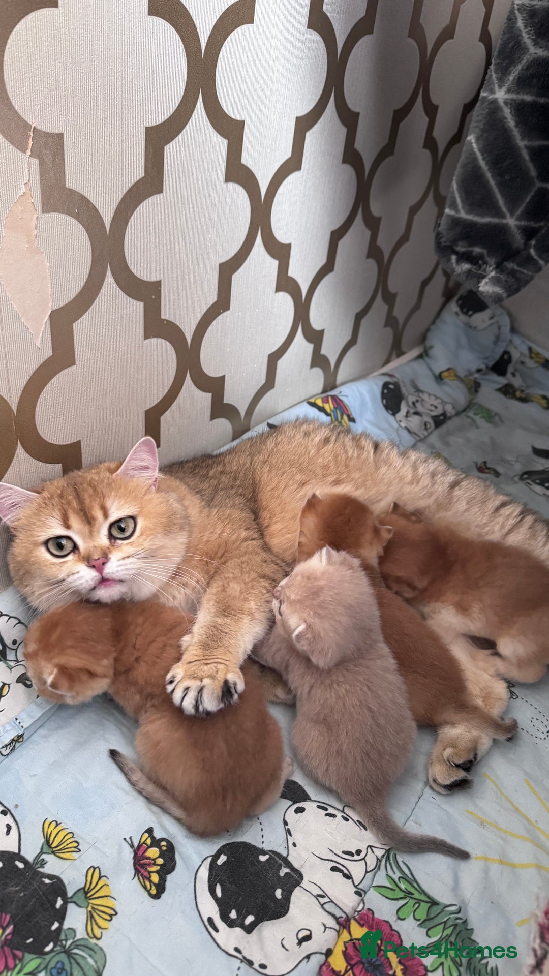 British Shorthair cats for sale: BSH GCCF NY12 Golden black tipped one girl left  in Basildon - Advert 9