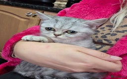British Shorthair cats for sale: Pedigree British Short-hair kittens  - Image 27