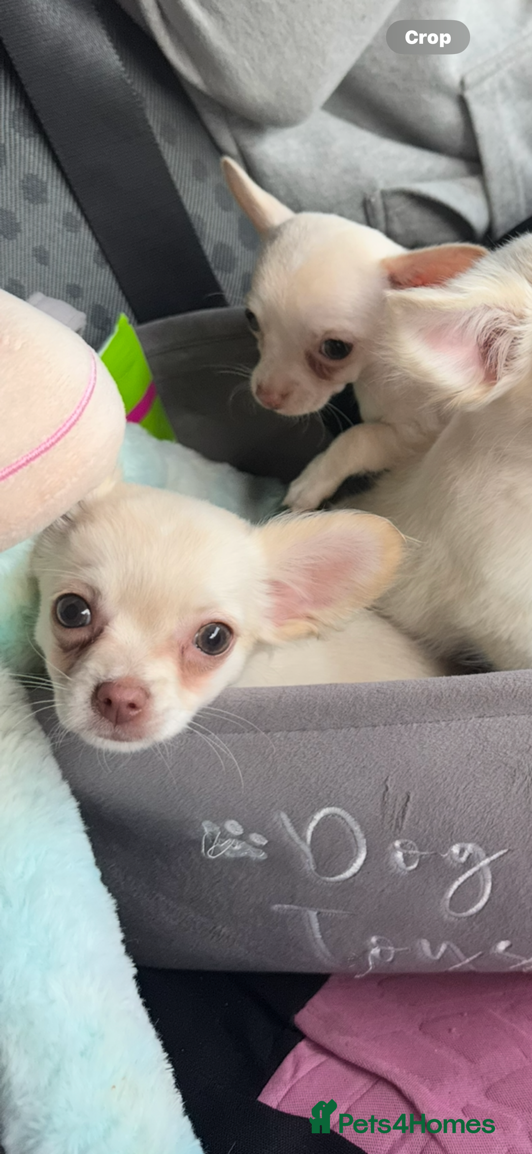 Chihuahua dogs for sale: Double chocolate platinum baby’s READY TO LEAVE  - Image 28