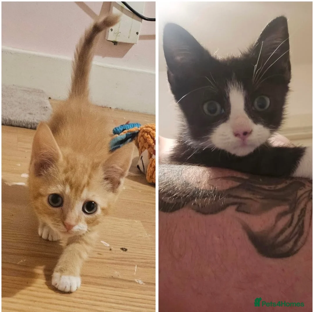 Mixed Breed cats for sale: 3 lovely kittens for sale: Calico, Ginger, Tuxedo in Aylesbury - Advert 8