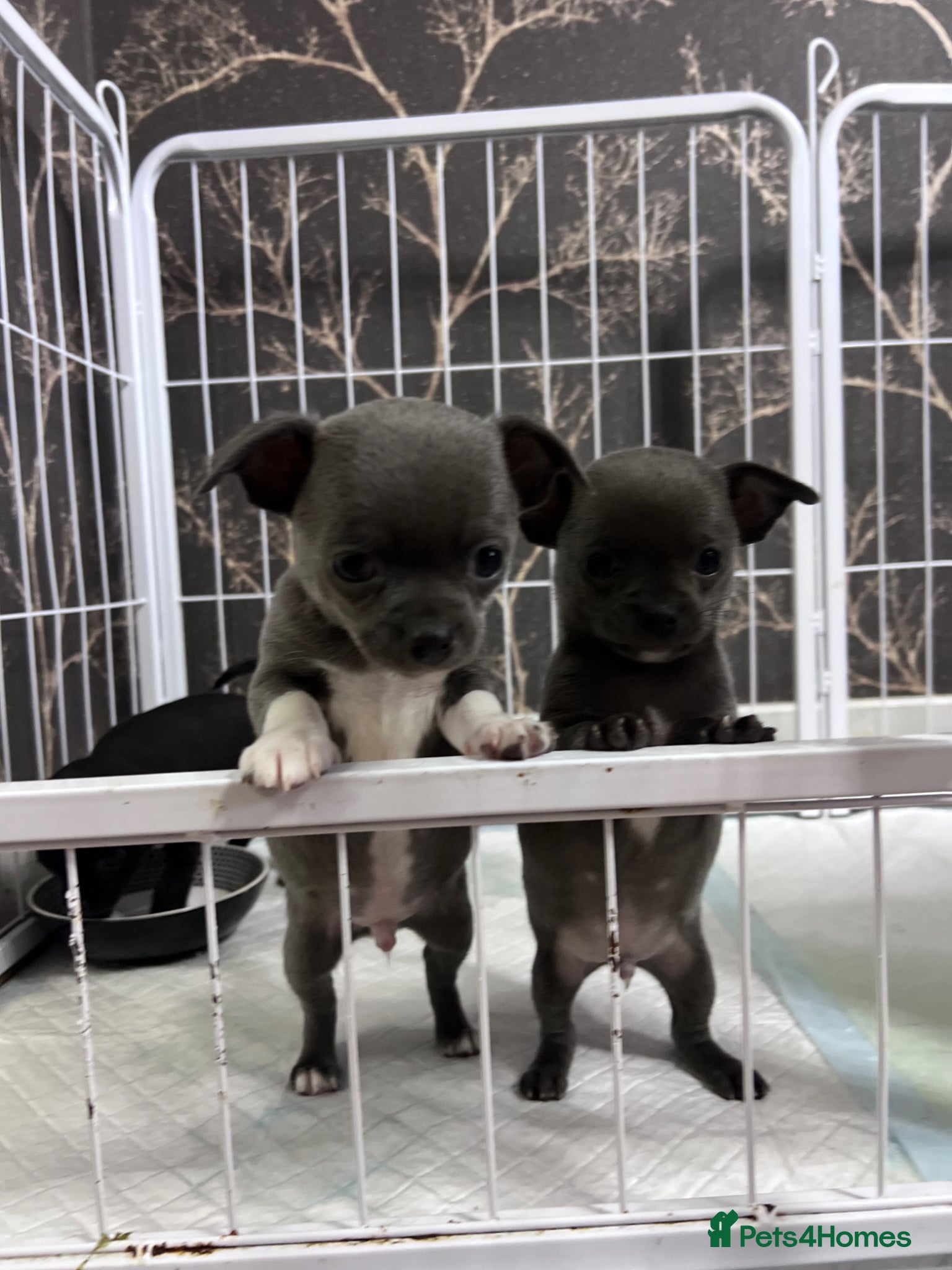 Chihuahua dogs Beautiful Chihuahua Puppies for Sale - Advert 4