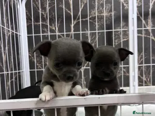 Chihuahua dogs Beautiful Chihuahua Puppies for Sale - Advert 4