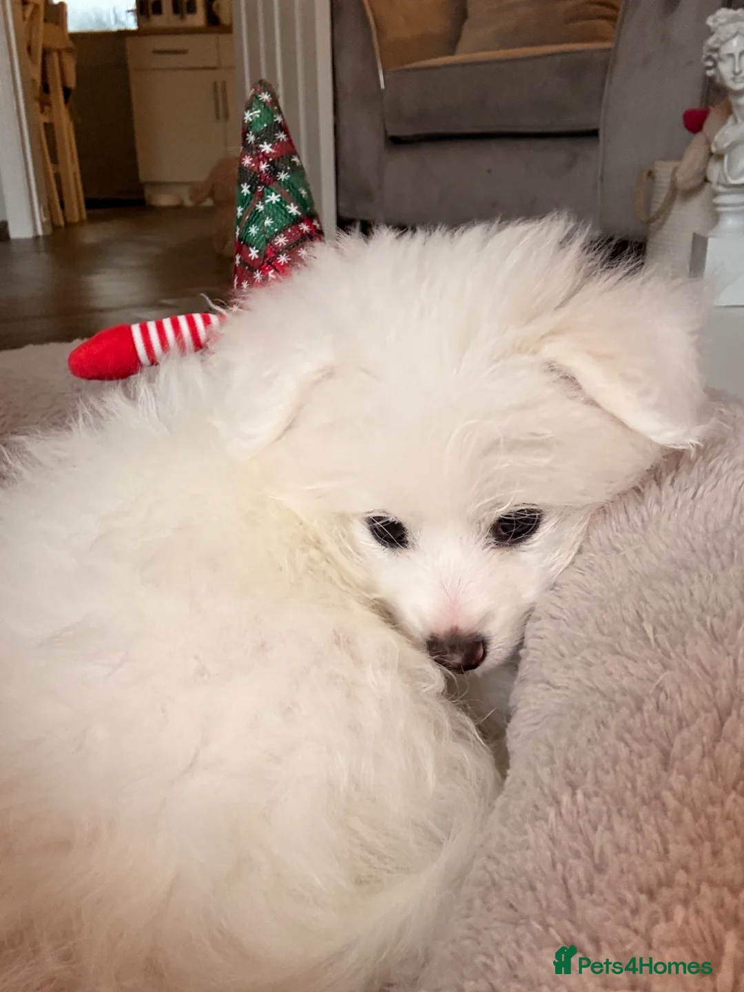 Mixed Breed dogs for sale: Pomeranian puppies  - Advert 6