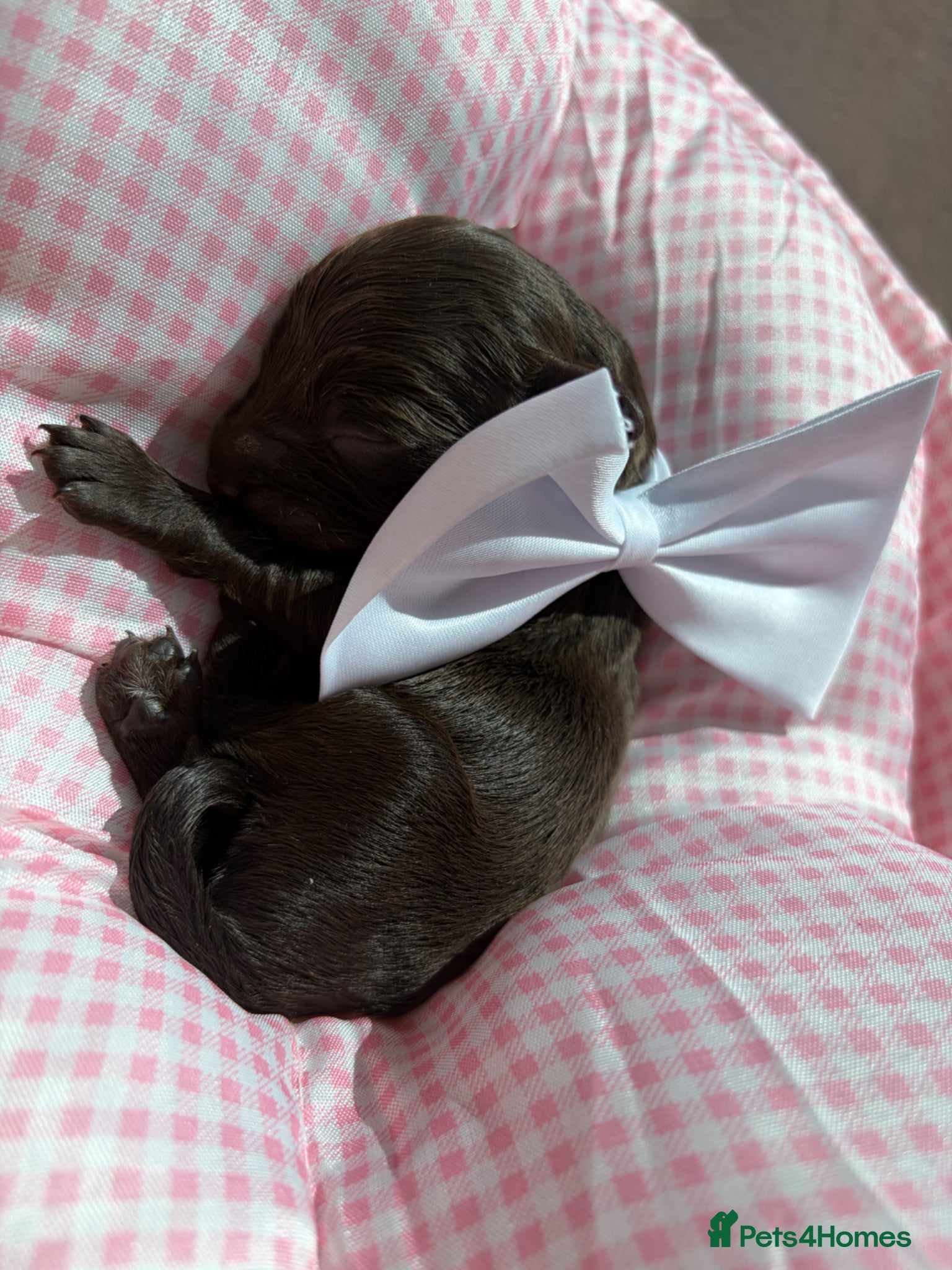 Cavapoo dogs for sale: F1 Chocolate Dream Cavapoos 🤎 - Advert 13