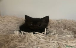 Mixed Breed cats for sale: Black kittens for sale still available - Image 6