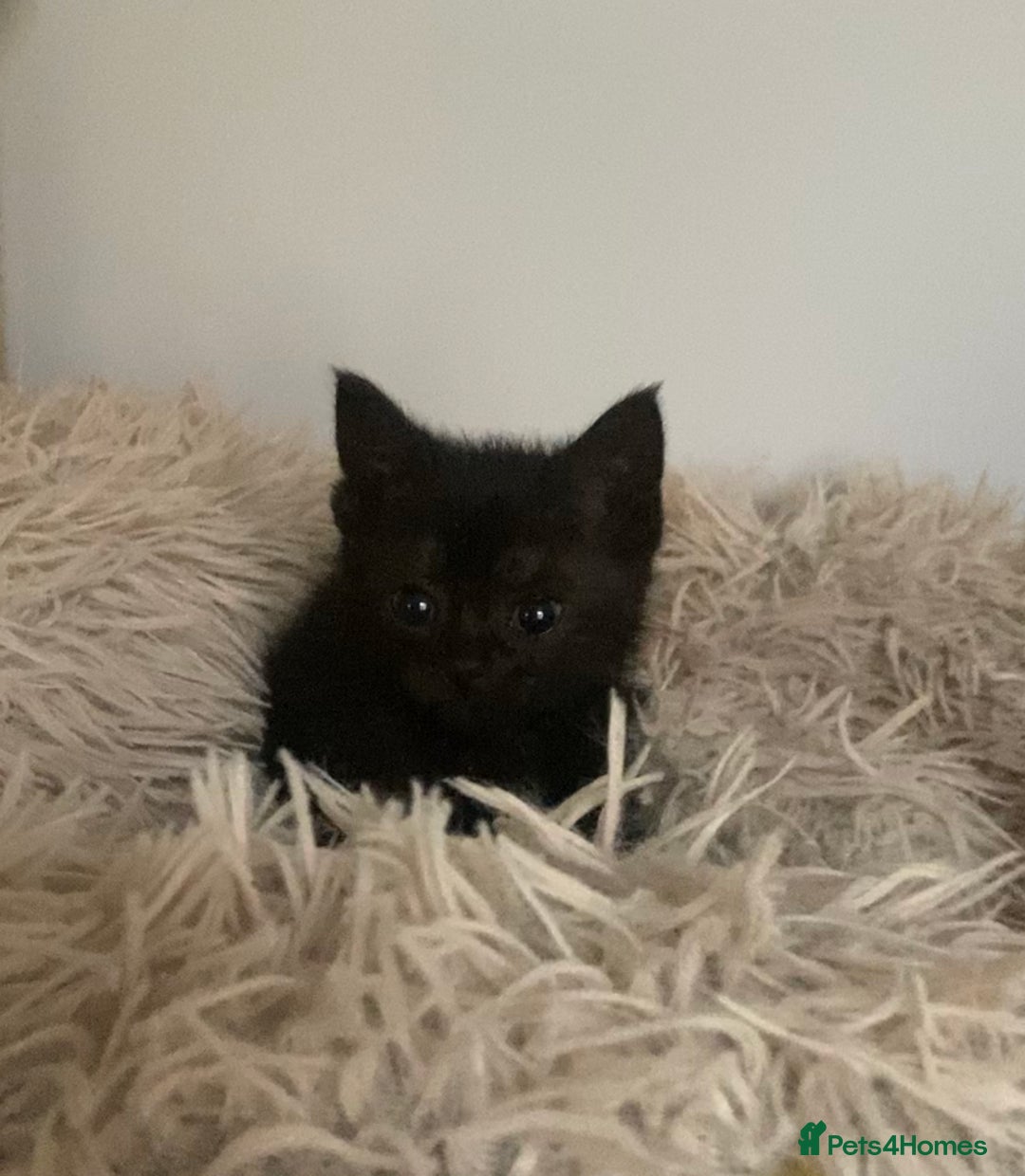 Mixed Breed cats for sale: Black kittens for sale still available - Image 6