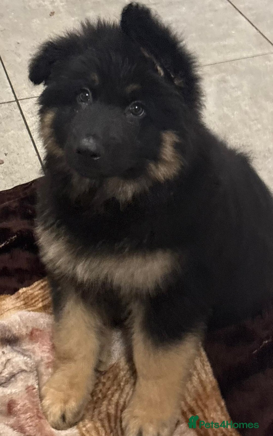 German Shepherd dogs for sale: 2 German Shepard boys  - Advert 16