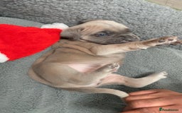 Cane Corso dogs for sale: CANE CORSO TOP QUALITY STRAJANO BLOODLINE FERMINTO - Advert 30